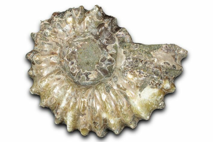 Bumpy Ammonite (Douvilleiceras) Fossil - Madagascar #343835